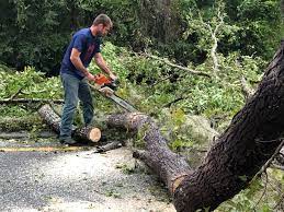 How Our Tree Care Process Works  in  Conway Springs, KS